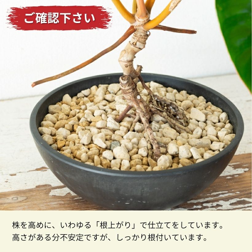盆栽風フィロデンドロン・ビレッタエ（写真現品）・育て方付き