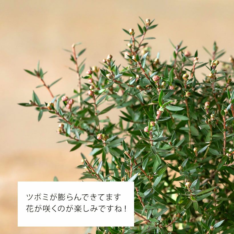 ギョリュウバイ侘び寂び風の盆栽スタンド仕立て｜育て方付き