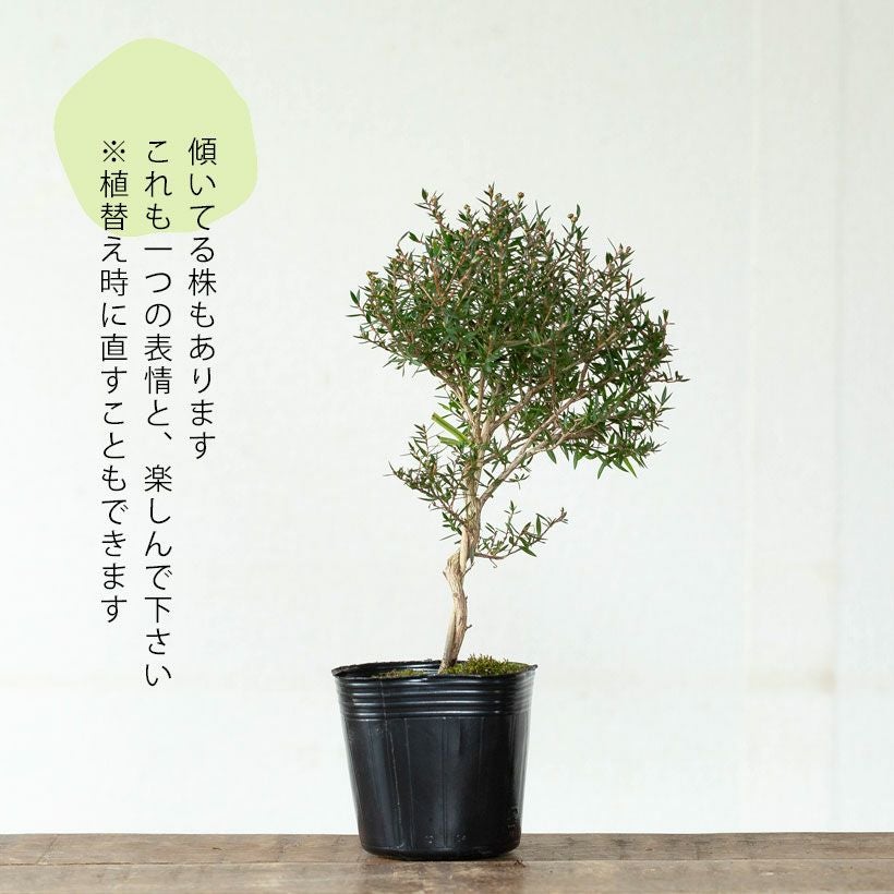 ギョリュウバイ侘び寂び風の盆栽スタンド仕立て｜育て方付き