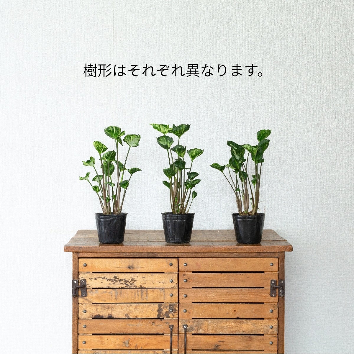 シンゴニウム・シュリンクハートの画像