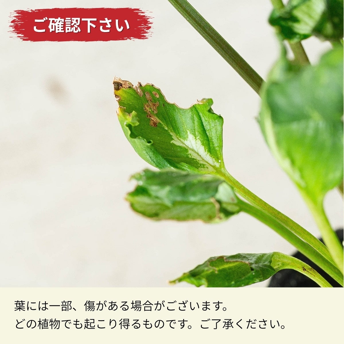注意喚起画像