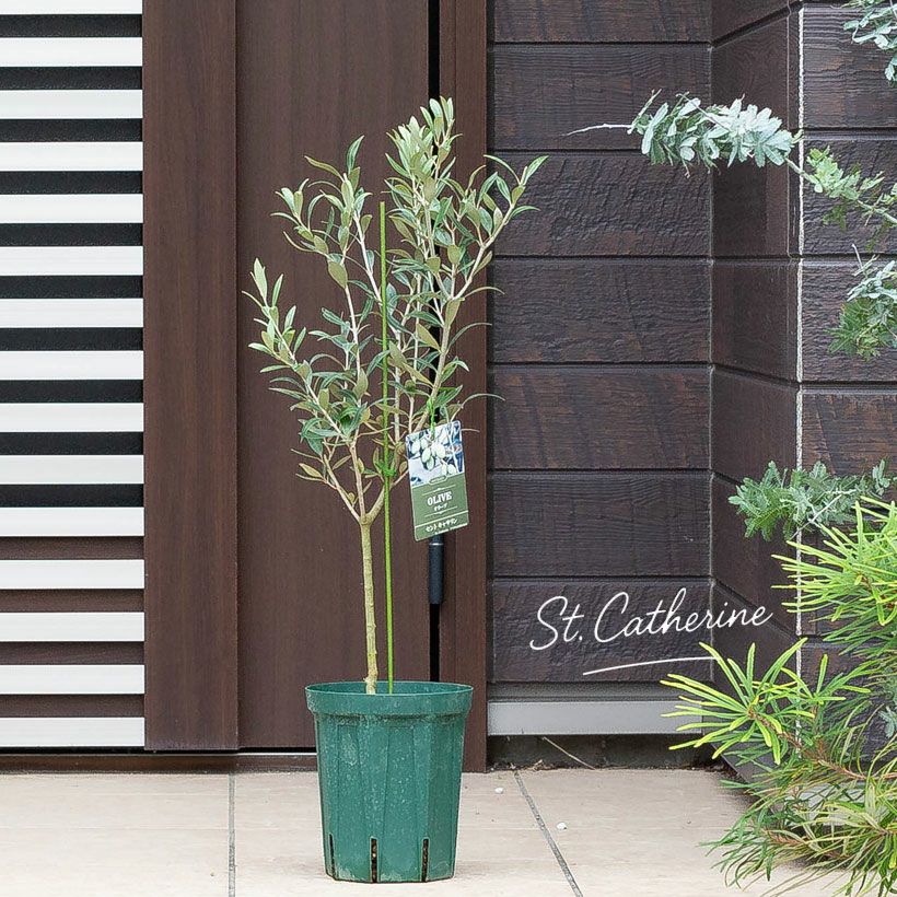 オリーブ・セントキャサリン