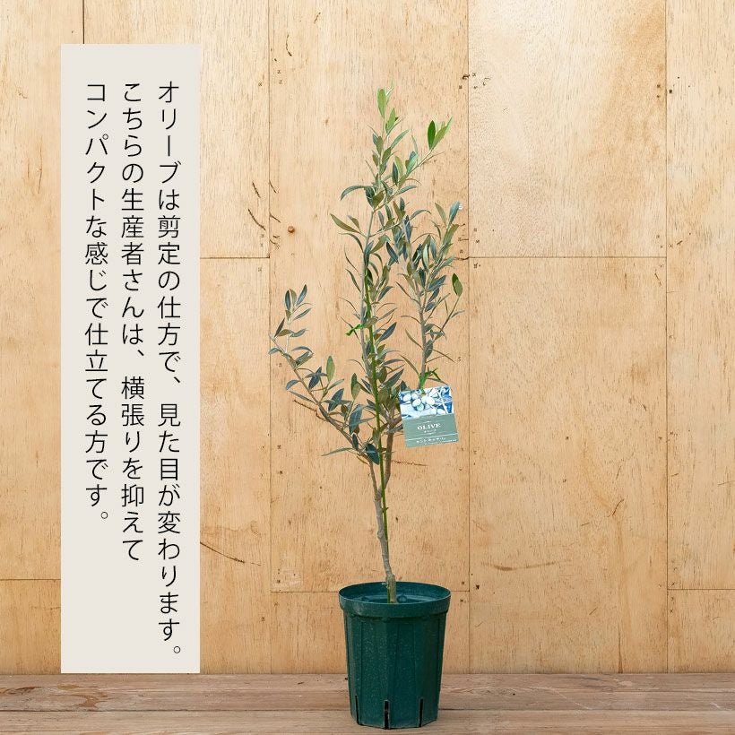 オリーブ・セントキャサリン