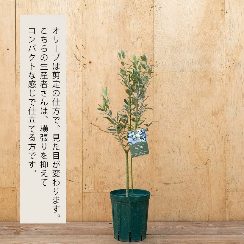 オリーブ・セントキャサリン