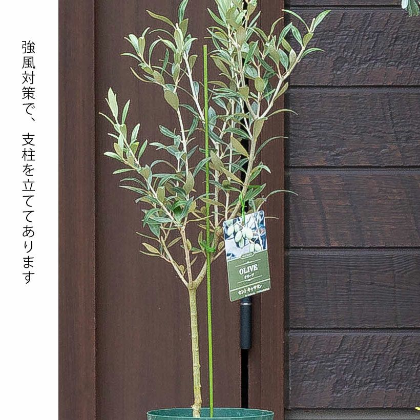 オリーブ・セントキャサリン