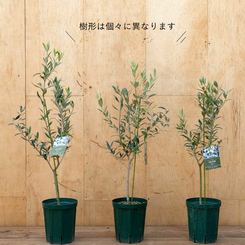 オリーブ・セントキャサリン