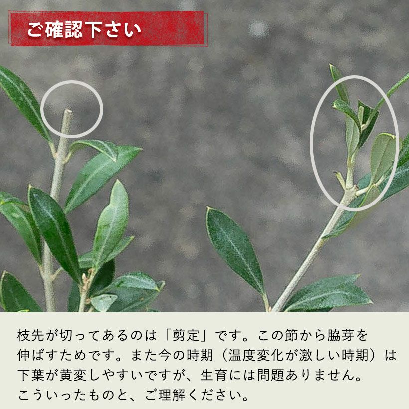 オリーブ・セントキャサリン