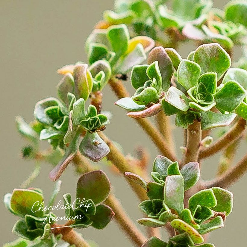 アエオニウム・チョコチップ枝分岐｜小さな多肉盆栽のようだ
