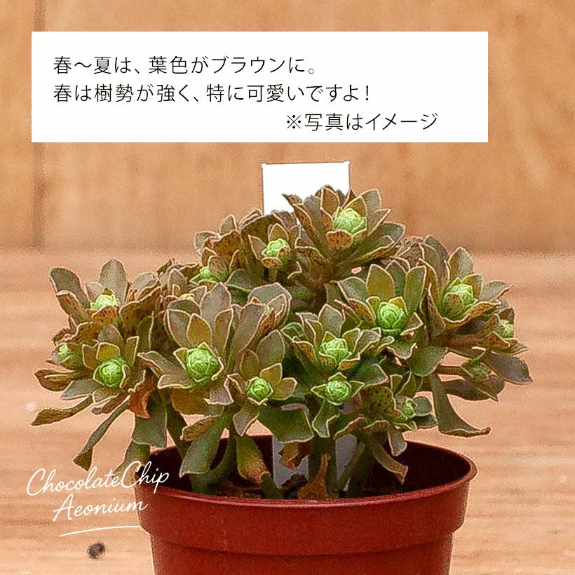アエオニウム・チョコチップ枝分岐｜小さな多肉盆栽のようだ