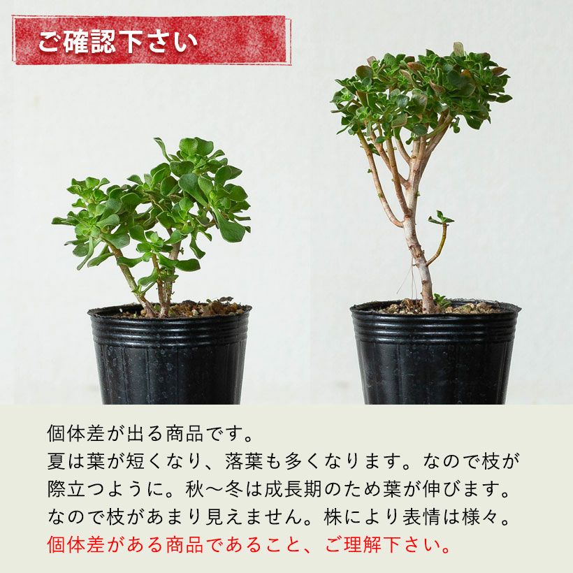 アエオニウム・チョコチップ枝分岐｜小さな多肉盆栽のようだ