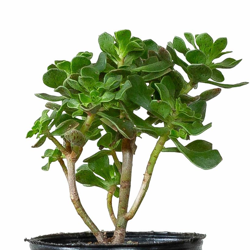 アエオニウム・チョコチップ枝分岐｜小さな多肉盆栽のようだ