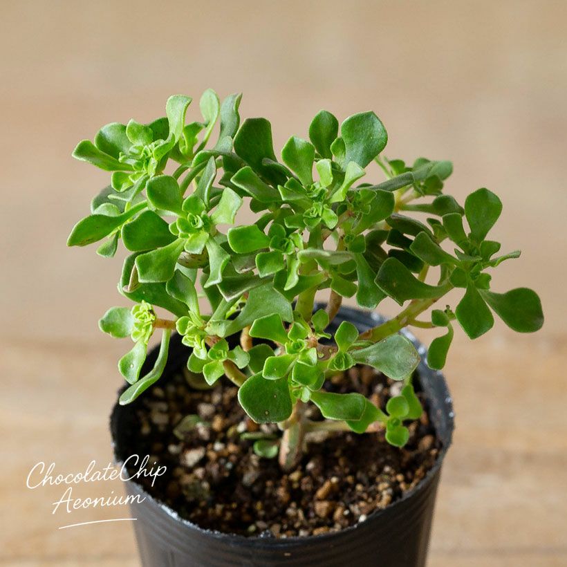 アエオニウム・チョコチップ枝分岐｜小さな多肉盆栽のようだ