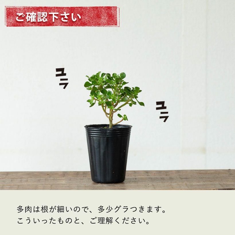 アエオニウム・チョコチップ枝分岐｜小さな多肉盆栽のようだ