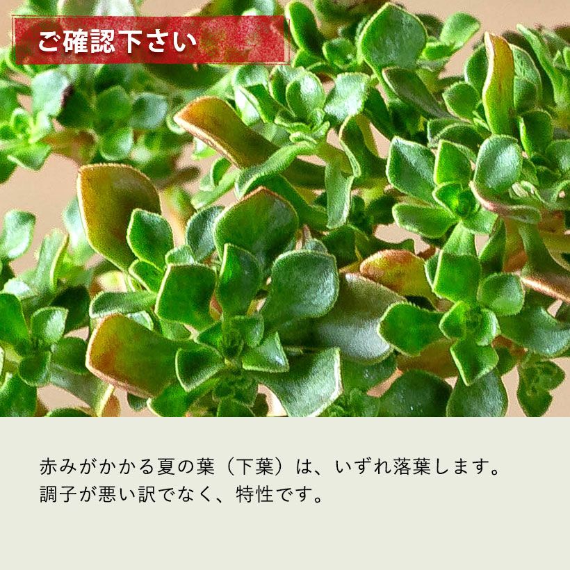 アエオニウム・チョコチップ枝分岐｜小さな多肉盆栽のようだ