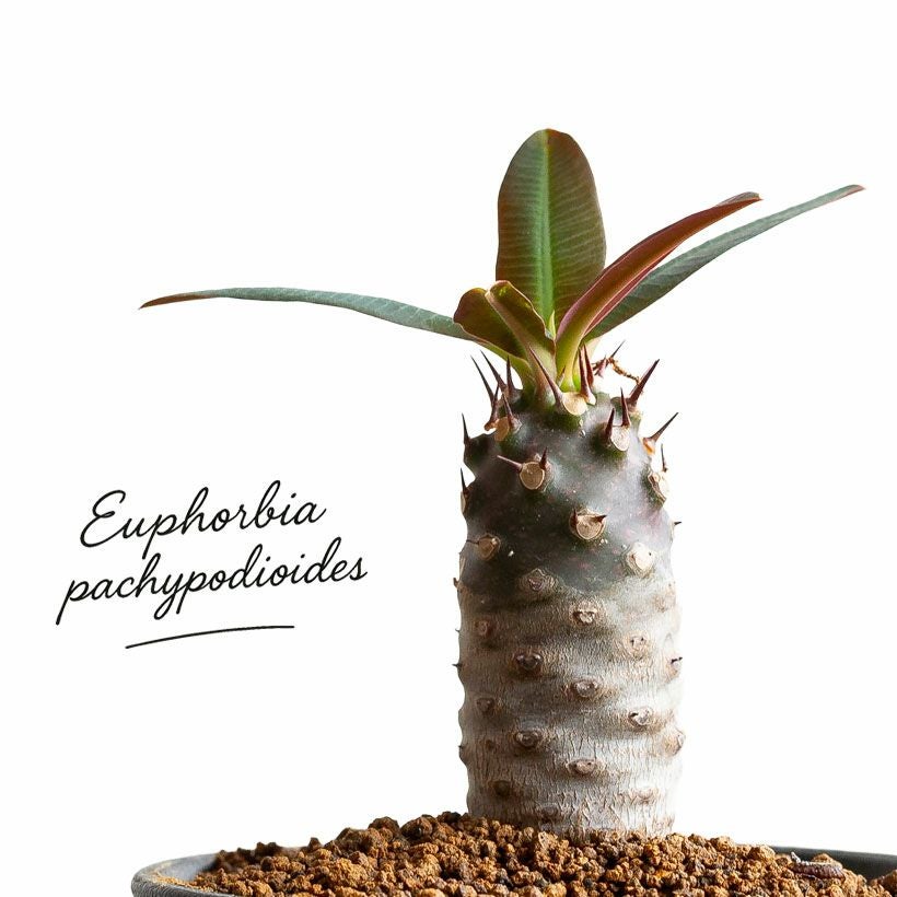 ユーフォルビアパキポディオイデス実生株パキポ似のユーフォルビア