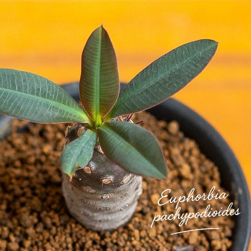 ユーフォルビアパキポディオイデス実生株パキポ似のユーフォルビア