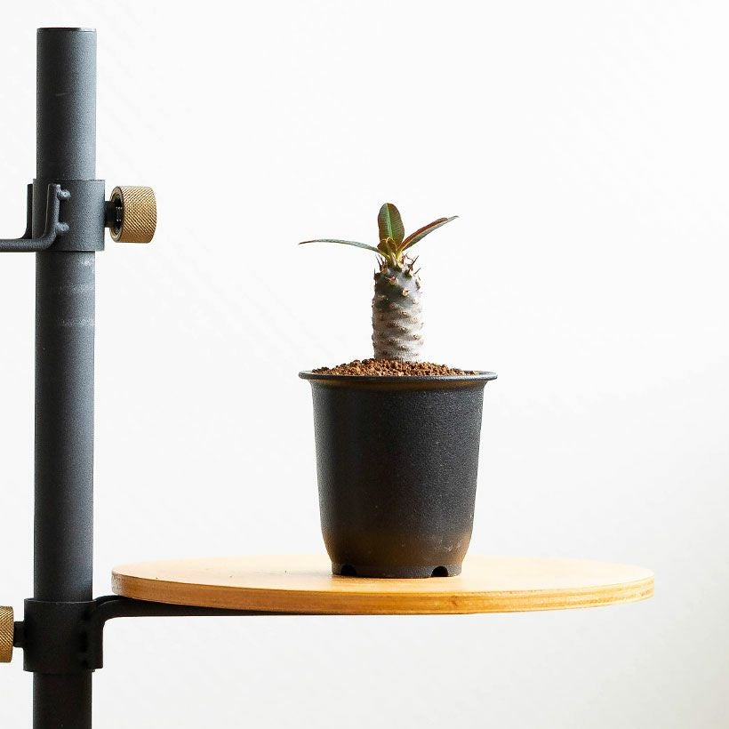 ユーフォルビアパキポディオイデス実生株パキポ似のユーフォルビア