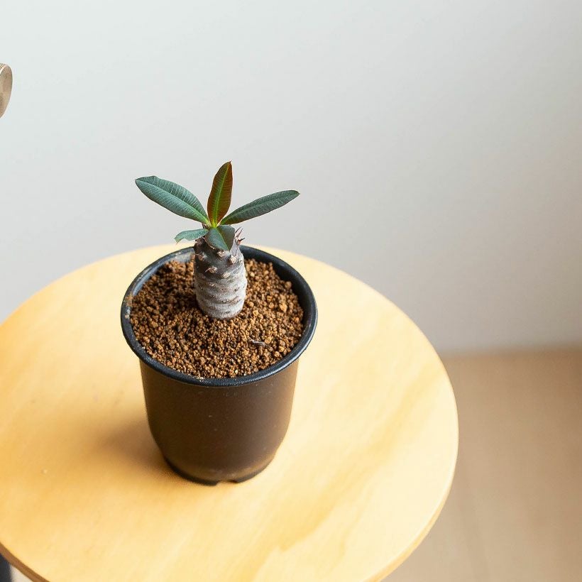 ユーフォルビアパキポディオイデス実生株パキポ似のユーフォルビア