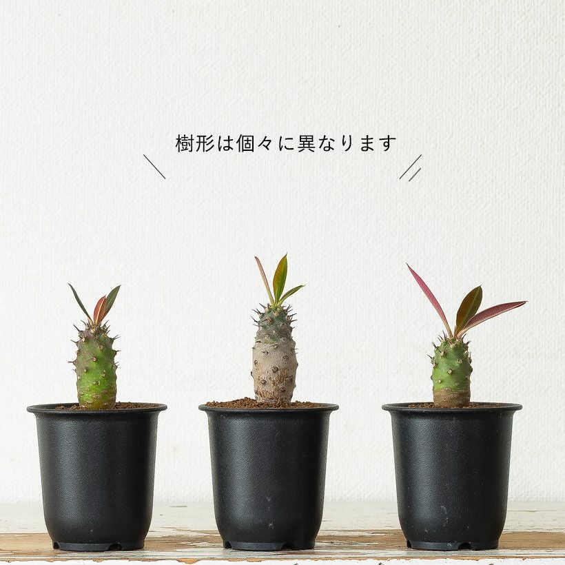 ユーフォルビアパキポディオイデス実生株パキポ似のユーフォルビア