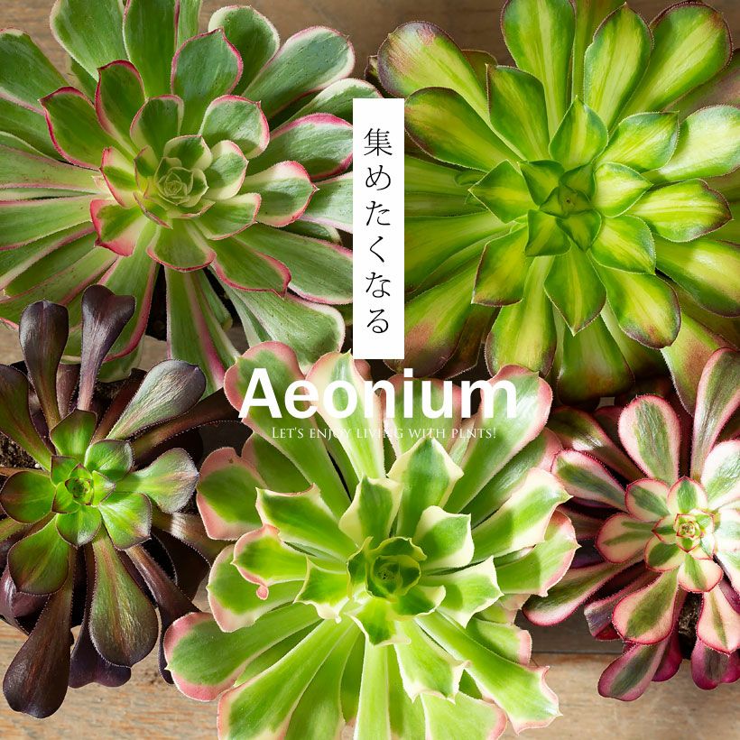 アエオニウムショウカ/シャネル/クジャクレイ/アフターグロウ/リバー