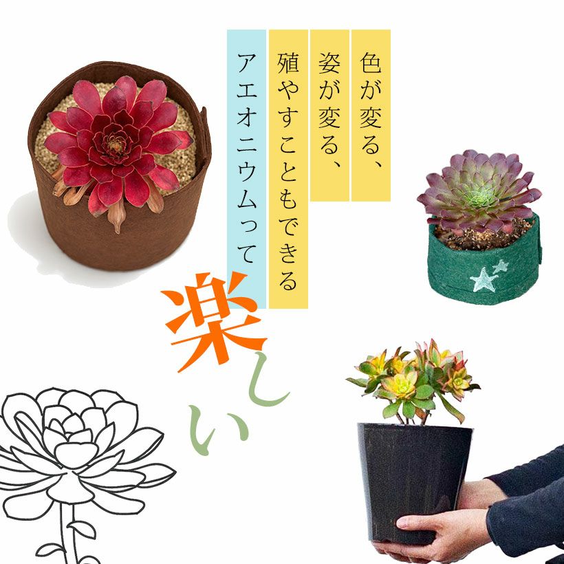 アエオニウムショウカ/シャネル/クジャクレイ/アフターグロウ/リバー