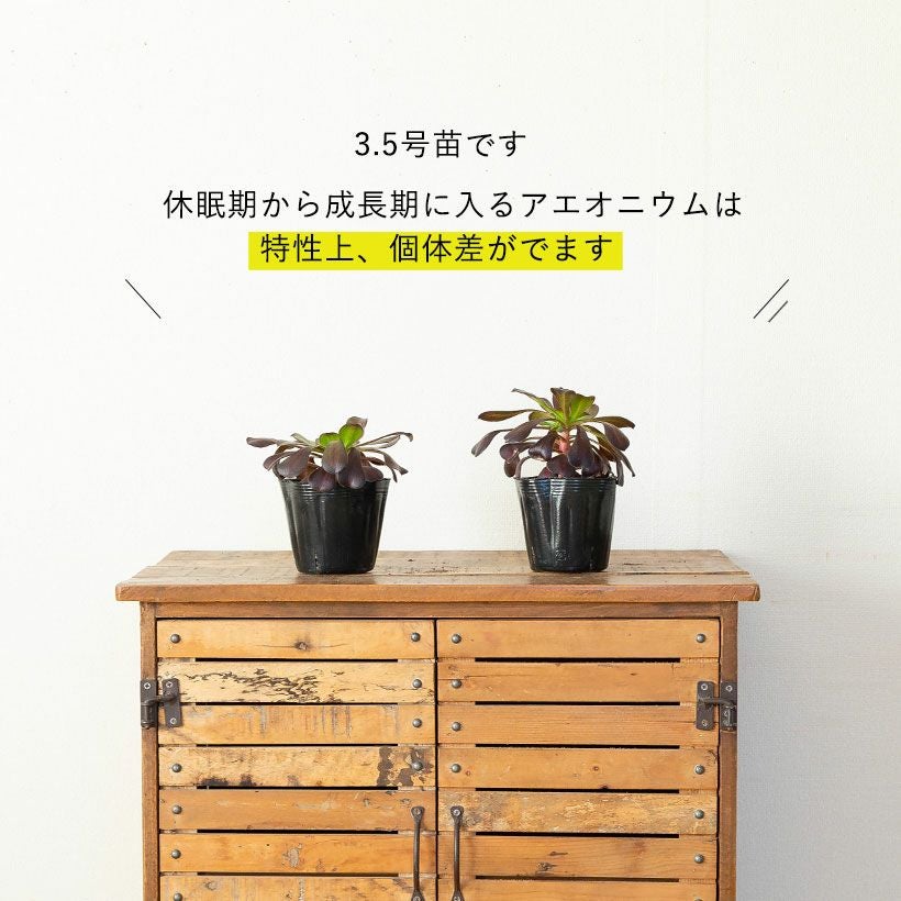 アエオニウムショウカ/シャネル/クジャクレイ/アフターグロウ/リバー