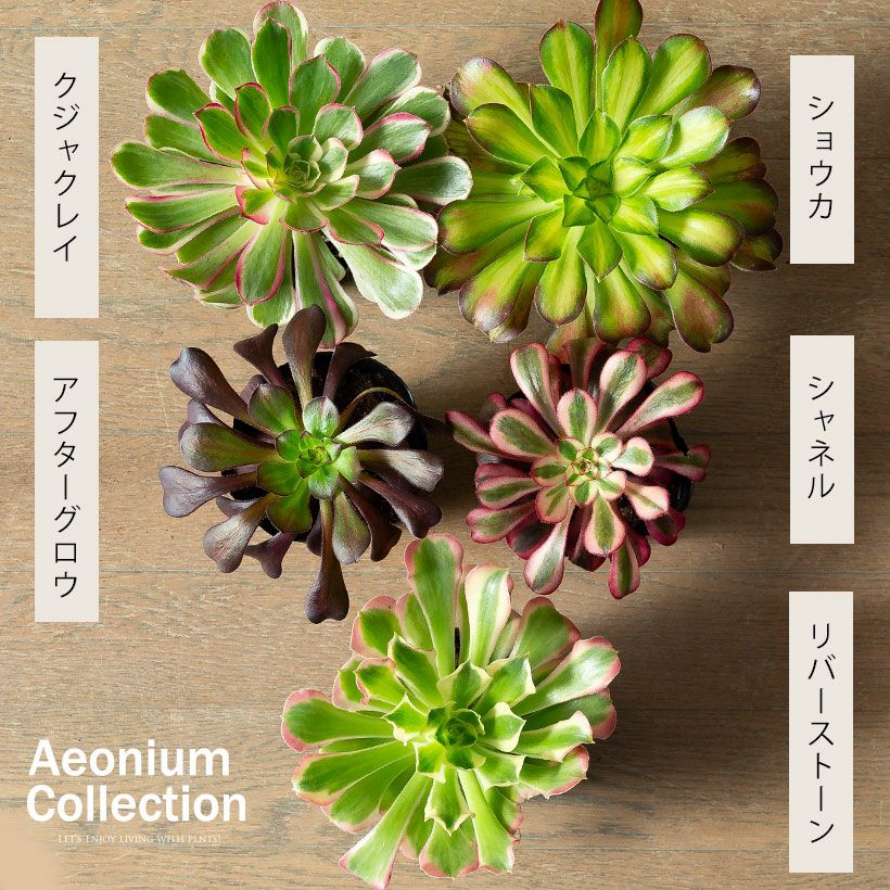 アエオニウムショウカ/シャネル/クジャクレイ/アフターグロウ/リバー