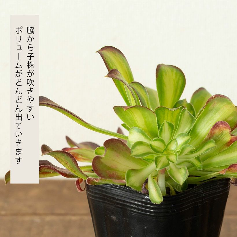 アエオニウムショウカ/シャネル/クジャクレイ/アフターグロウ/リバー