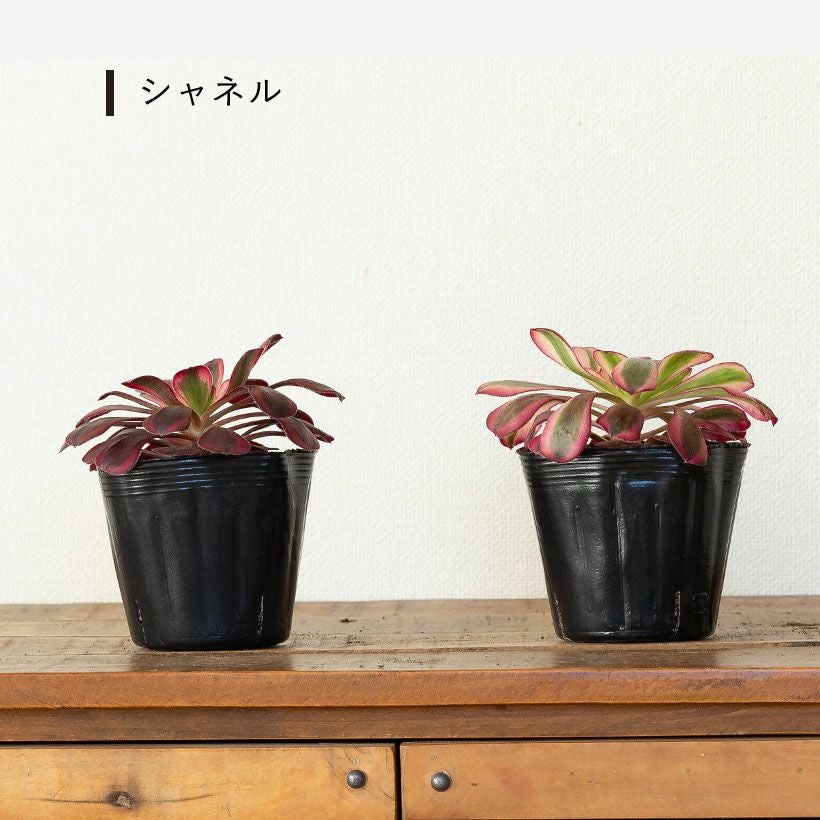 アエオニウムショウカ/シャネル/クジャクレイ/アフターグロウ/リバー