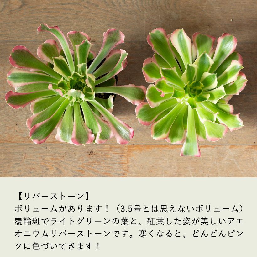 アエオニウムショウカ/シャネル/クジャクレイ/アフターグロウ/リバー