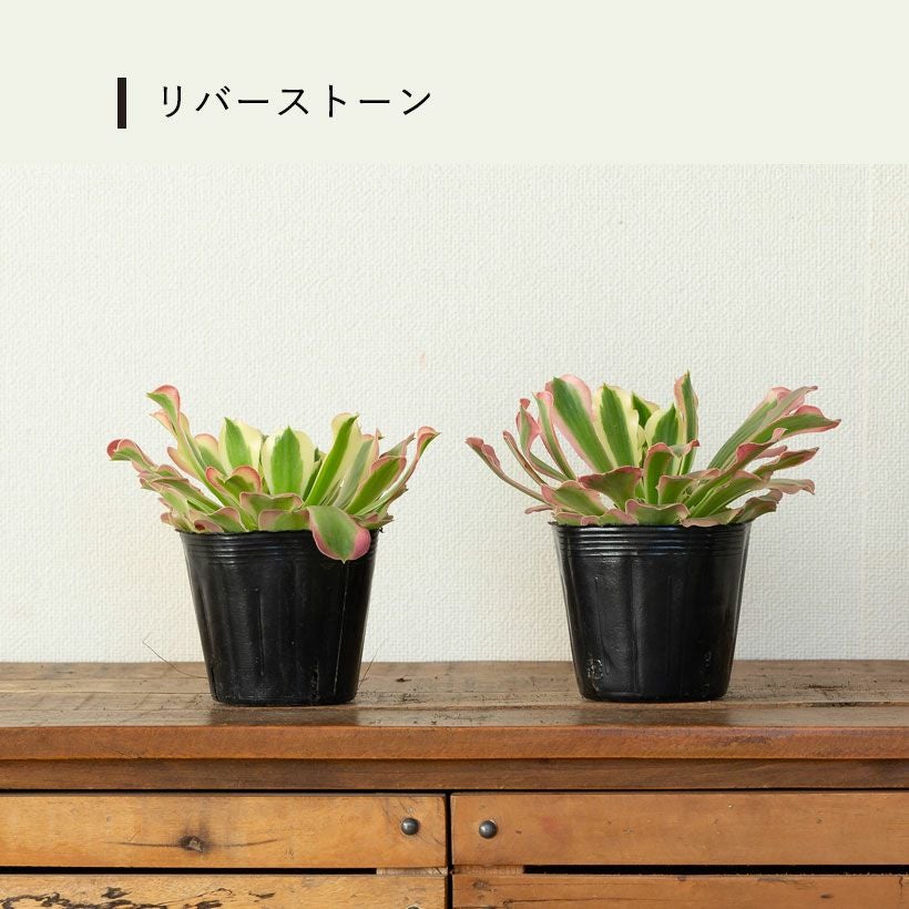 アエオニウムショウカ/シャネル/クジャクレイ/アフターグロウ/リバー