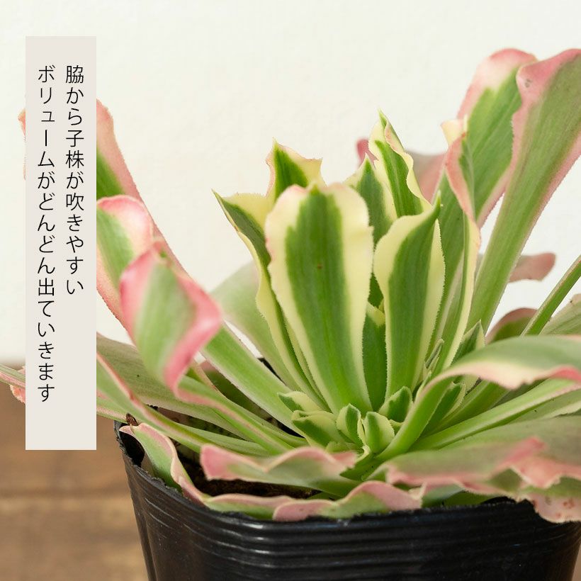 アエオニウムショウカ/シャネル/クジャクレイ/アフターグロウ/リバー