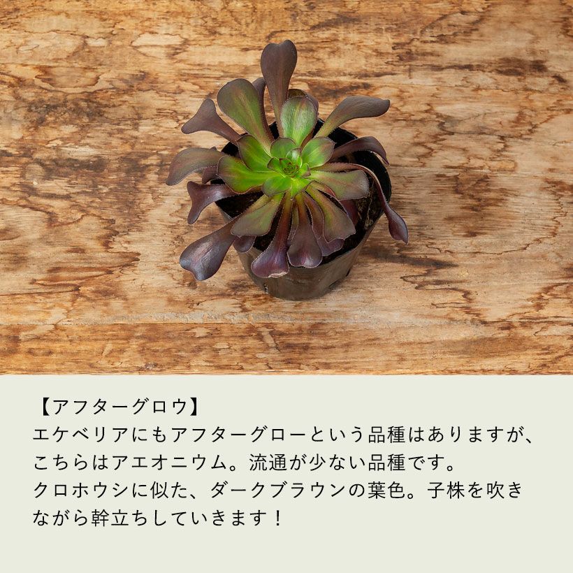 アエオニウムショウカ/シャネル/クジャクレイ/アフターグロウ/リバー