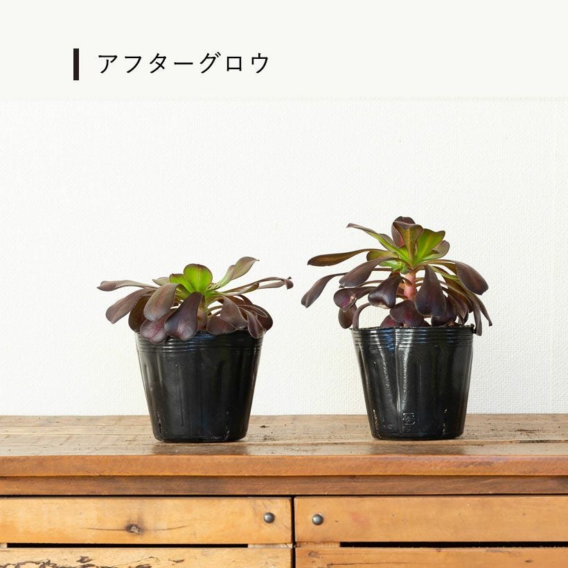 アエオニウムショウカ/シャネル/クジャクレイ/アフターグロウ/リバー