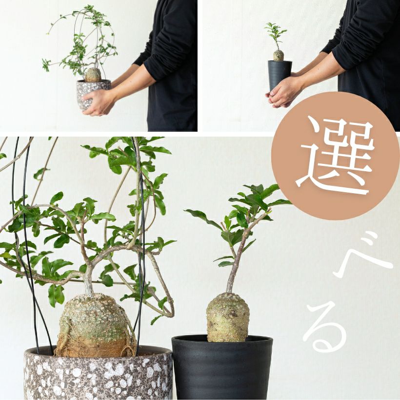 フォッケア　エデュリス　火星人　多肉植物　 塊根植物　作家鉢 000000007025-01.jpg?size=l&w=