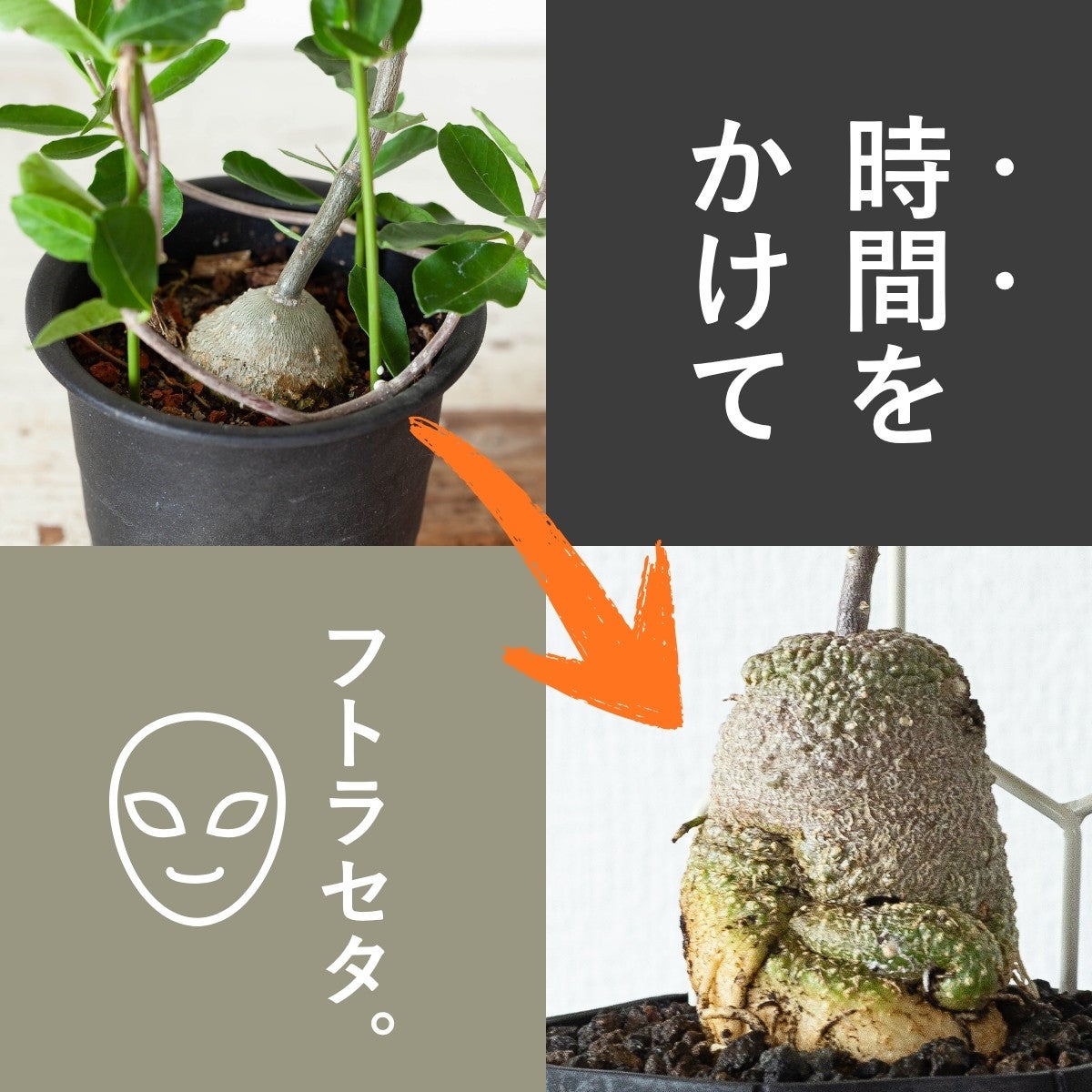 フォッケア・エデュリス（火星人）育て方付き｜塊根太る人気のコーデックス