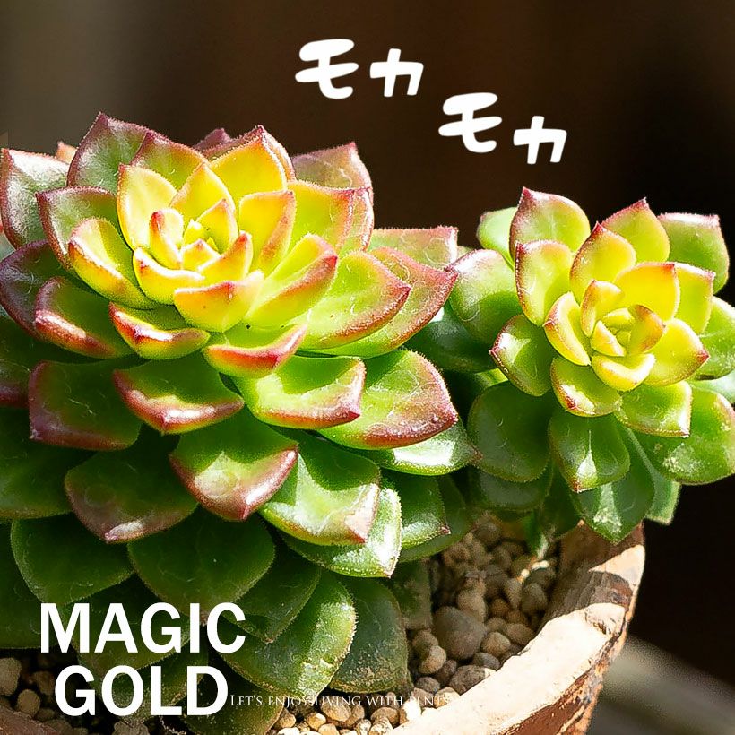 セデベリア レティジア「マジックゴールド」子株吹き株