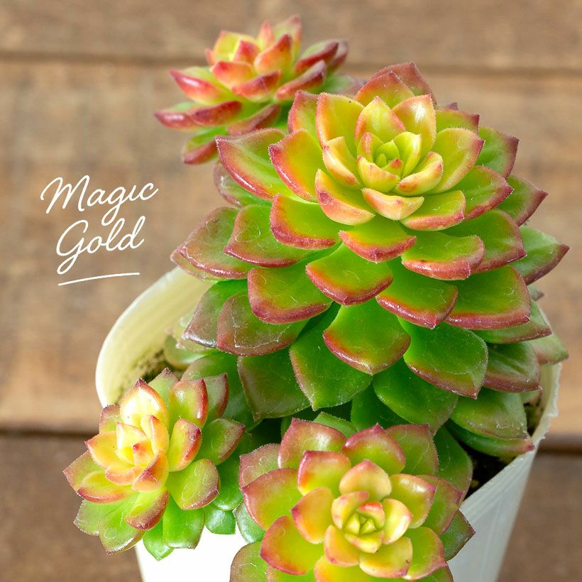 セデベリア レティジア「マジックゴールド」子株吹き株