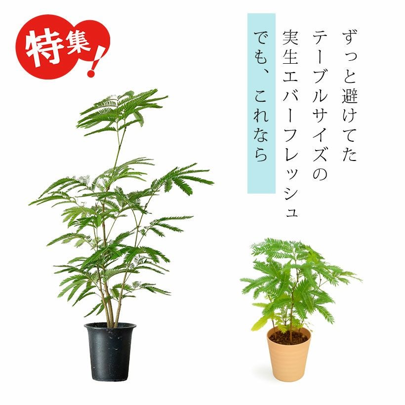 アカサヤネムノキ（ネムノキエバーフレッシュ）実生寄せ植え株