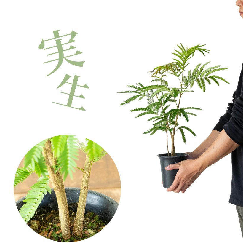 アカサヤネムノキ（ネムノキエバーフレッシュ）実生寄せ植え株