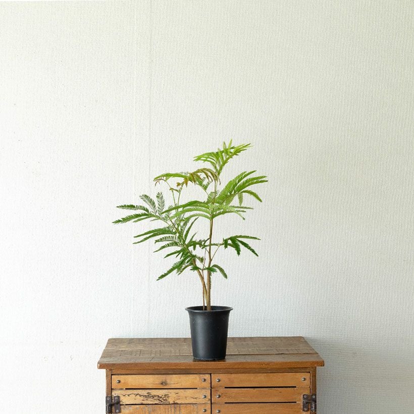 アカサヤネムノキ（ネムノキエバーフレッシュ）実生寄せ植え株