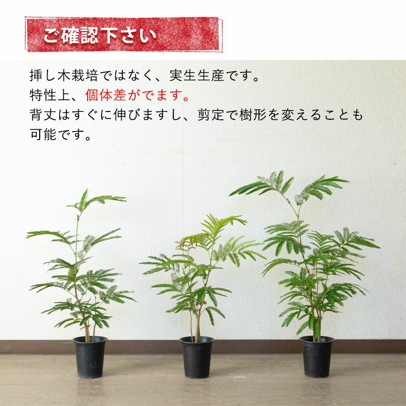 アカサヤネムノキ（ネムノキエバーフレッシュ）実生寄せ植え株