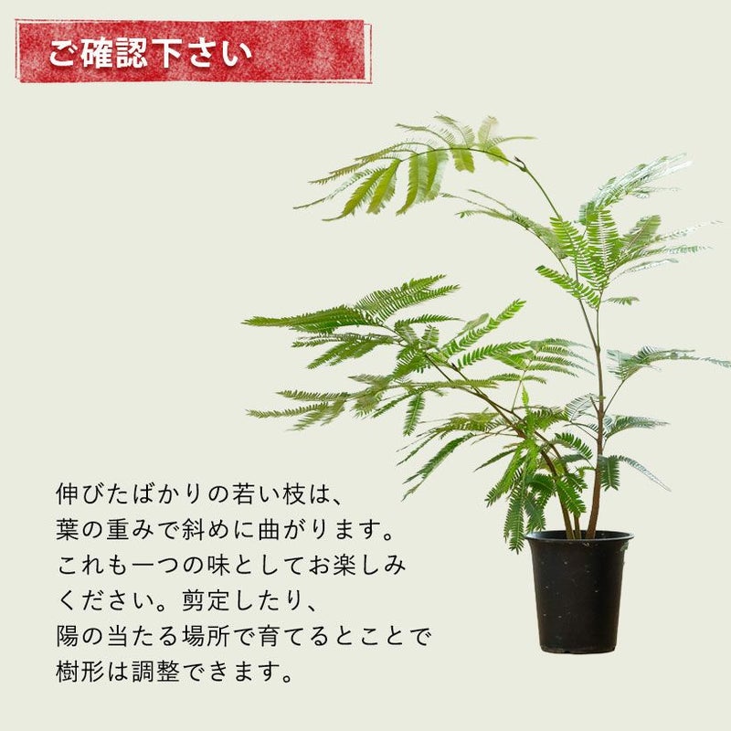 アカサヤネムノキ（ネムノキエバーフレッシュ）実生寄せ植え株