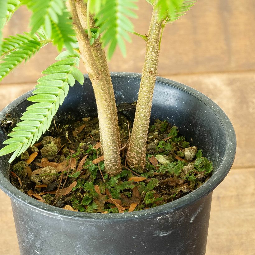 アカサヤネムノキ（ネムノキエバーフレッシュ）実生寄せ植え株