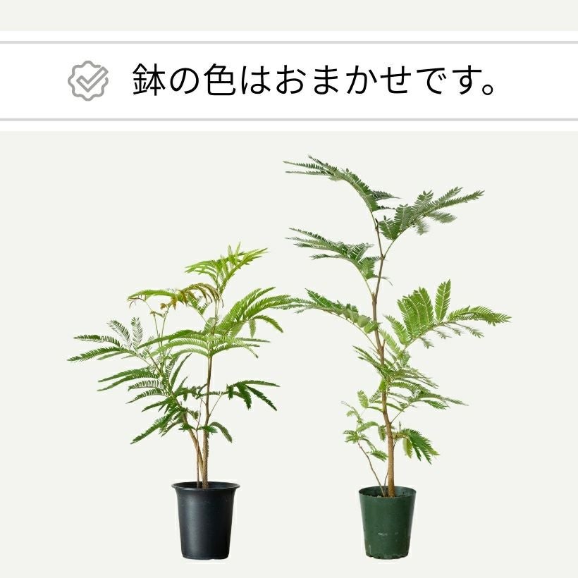 アカサヤネムノキ（ネムノキエバーフレッシュ）実生寄せ植え株