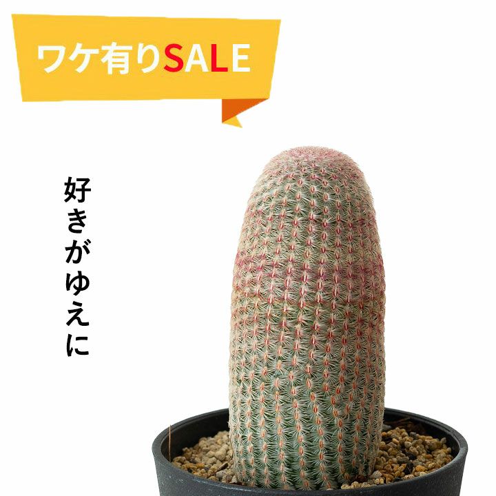 シ*イ様 未使用☆岡モータース　うさぎサボテン エキノケレウス R．ルビスピヌス（サボテン紫太陽）