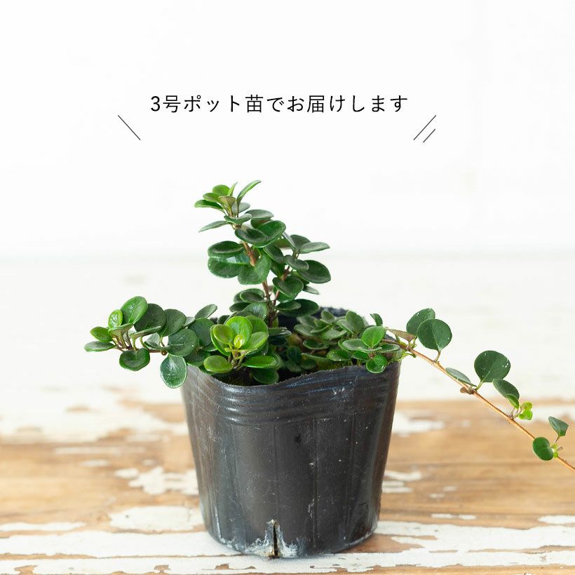 葉が丸くて可愛い！ ロニセラ クラッシフォリア'リトルハニー