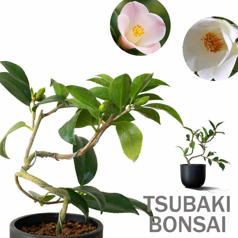 ツバキ盆栽枝曲がり初心者向け｜白・ピンクの小花コンパクト品種