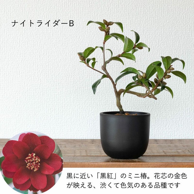 000000010146-06.jpg?size=l&w= 