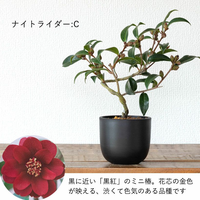 ツバキ盆栽枝曲がり初心者向け｜白・ピンクの小花コンパクト品種
